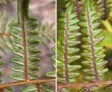Pteridium aquilinum