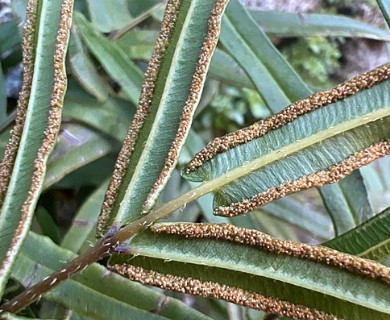 Pteris vittata