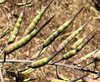 Raphanus raphanistrum