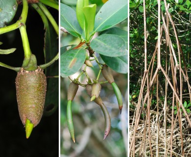 Rhizophora mangle