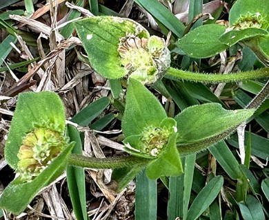 Richardia brasiliensis