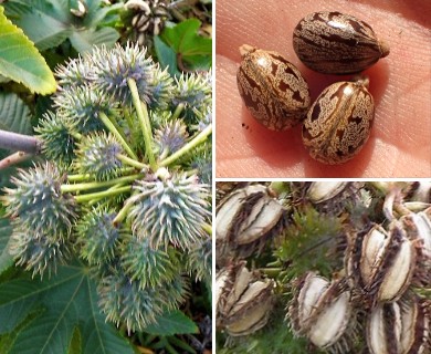 Ricinus communis