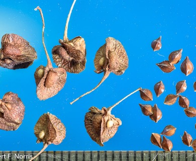 Rumex crispus