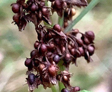 Rumex obtusifolius