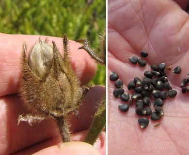 Sabdariffa furcellata