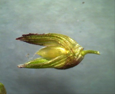 Sacciolepis indica