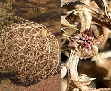 Salsola tragus