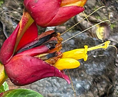 Sanchezia oblonga