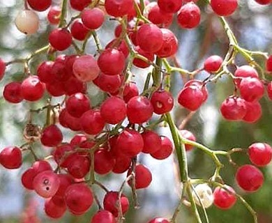 Schinus molle
