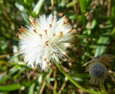 Senecio madagascariensis