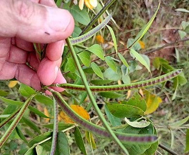 Senna occidentalis
