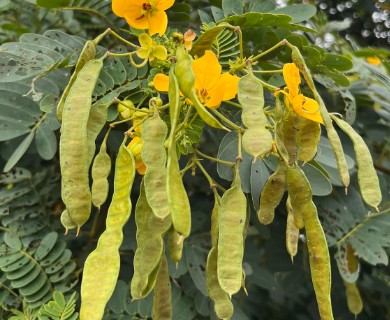 Senna surattensis