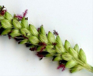 Setaria parviflora