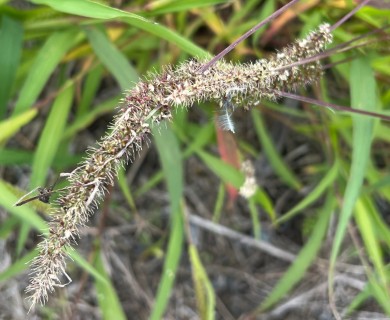 Setaria verticillata