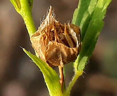 Sida acuta