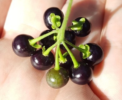 Solanum americanum