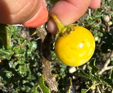 Solanum linnaeanum