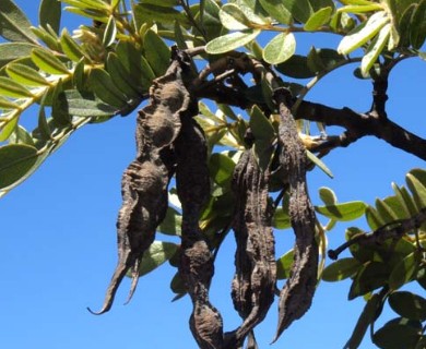 Sophora chrysophylla