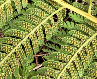 Sphaeropteris cooperi