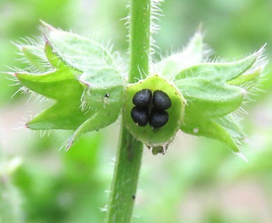 Stachys arvensis