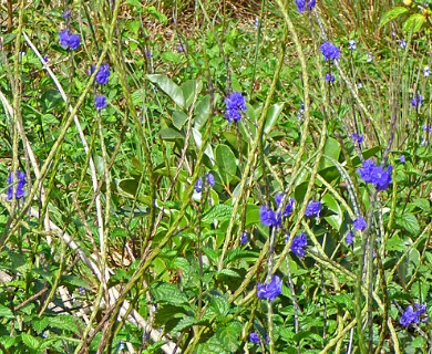 Stachytarpheta cayennensis