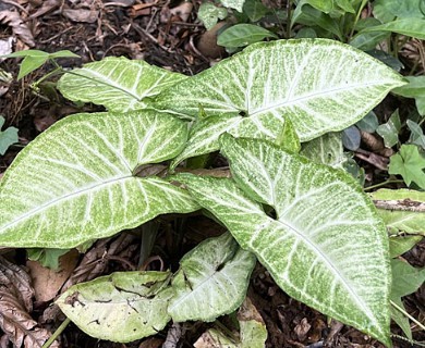 Syngonium podophyllum