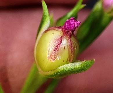 Talinum fruticosum