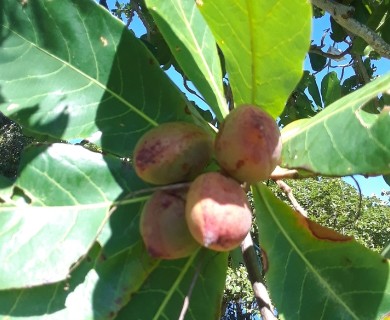 Terminalia catappa