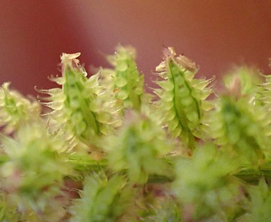 Tragus berteronianus