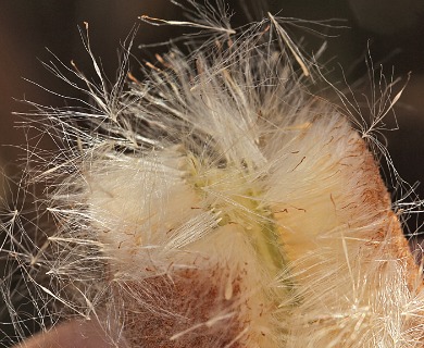 Typha latifolia