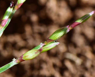 Urochloa distachyos