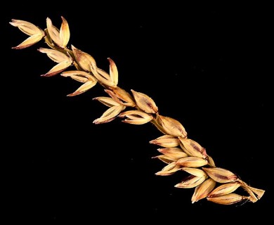Urochloa mutica