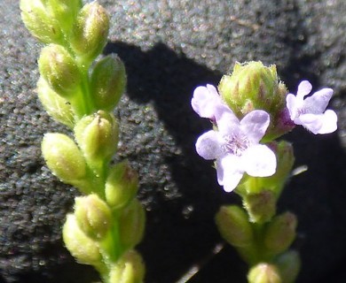 Verbena litoralis