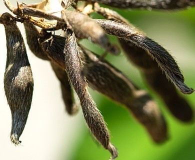 Vigna luteola