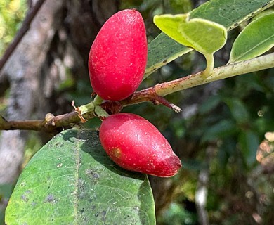 Wikstroemia oahuensis