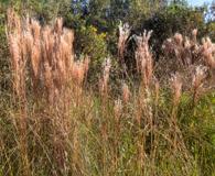 Anatherum bicorne