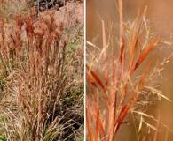 Anatherum glomeratum