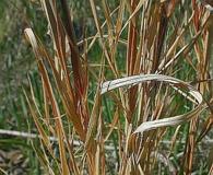 Anatherum virginicum