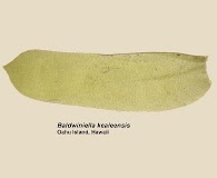 Baldwiniella kealeensis