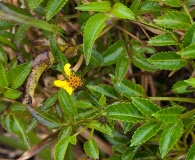 Bidens macrocarpa