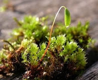 Bryum capillare