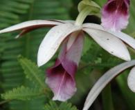 Calanthe tankervilleae