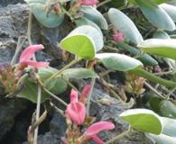 Canavalia sericea