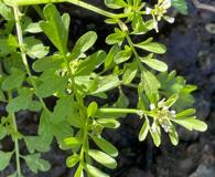 Cardamine occulta