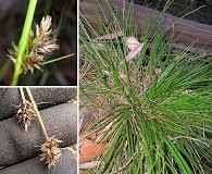 Carex macloviana