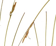 Carex montis-eeka