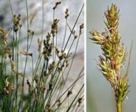 Carex subfusca