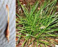 Carex uncinata