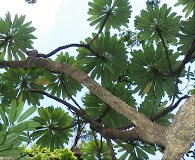 Clermontia persicifolia