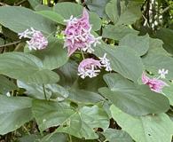 Clerodendrum macrostegium